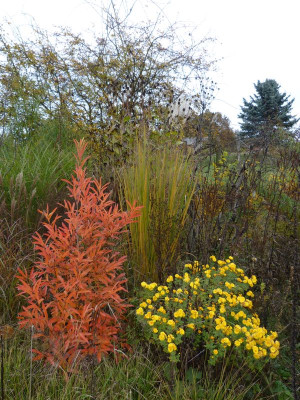 2016-11-04 Gartenimpressionen.jpg