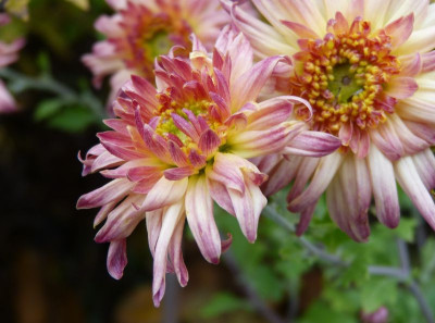 2016-11-04 Chrysanthemum 'DD Ute' 2.jpg