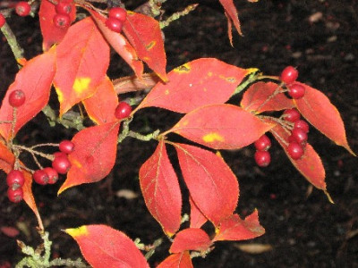 Photinia_villosa_kleiner_Zweig.JPG