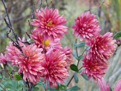 2016-11-04 Chrysanthemum 'Bronzekrone'.jpg