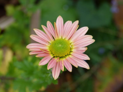 2016-11-04 Chrysanthemum 'Isabellarosa'.jpg