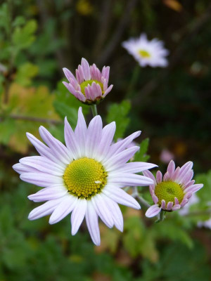 2016-11-04 Chrysanthemum 'L'Innocence'.jpg