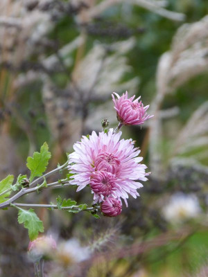 2016-11-04 Chrysanthemum 'Nebelrose'.jpg