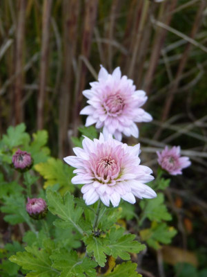 2016-11-04 Chrysanthemum 'Romantica'.jpg