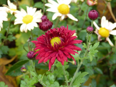 2016-11-04 Chrysanthemum 'Wappenschild'.jpg