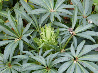 2016-10-27 Helleborus foetidus.jpg