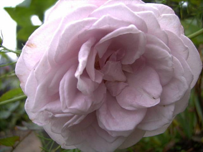 Rodaun_Violett_II_06.JPG