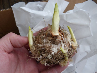 2016-11-05 Arum creticum.jpg