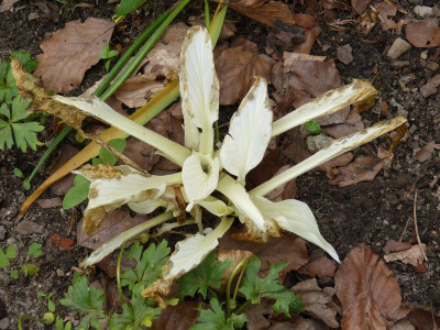 2016-05-30 Hosta 'White Feather'.jpg