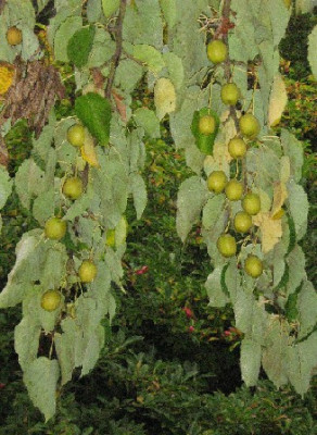Davidia_involucrata_ssp._vilmoriniana_Fruchtbehang_klein.JPG