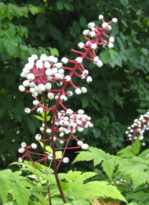 Actaea_Beeren.JPG