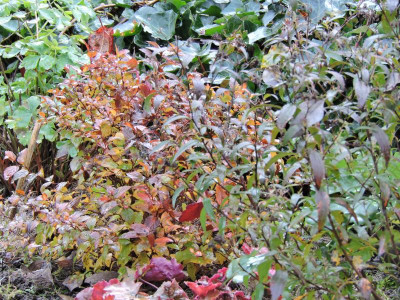 DSCN6101.JPG
