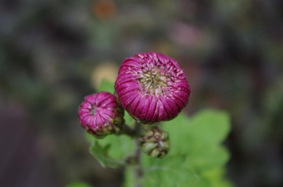 'Nebelrose'.JPG