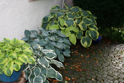 Hosta0115.JPG