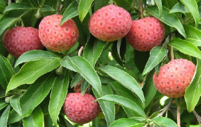 Cornus_capitata_Fruchte_klein.JPG