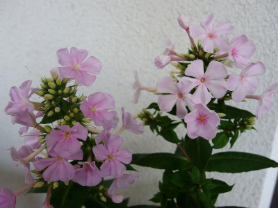 PB062387.JPG
