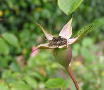 H_von_Rosa-1a.jpg