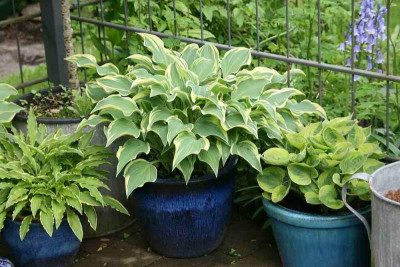 Hosta9914j.jpg