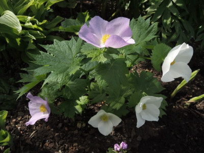 DSCN0146_1833.JPG