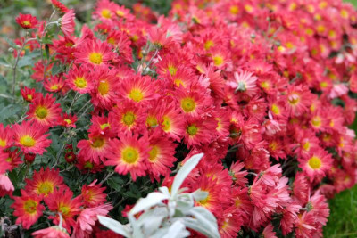 Herbstfeuer.JPG