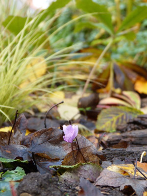 2016-11-06 Gartenimpressionen 3.jpg