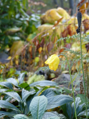2016-11-06 Gartenimpressionen 2.jpg