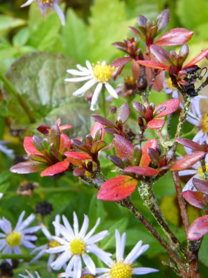 2016-11-06 Gartenimpressionen 5.jpg