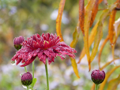 2016-11-06 Gartenimpressionen 9.jpg