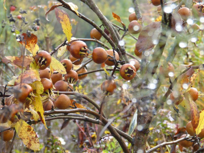 2016-11-06 Gartenimpressionen 10.jpg