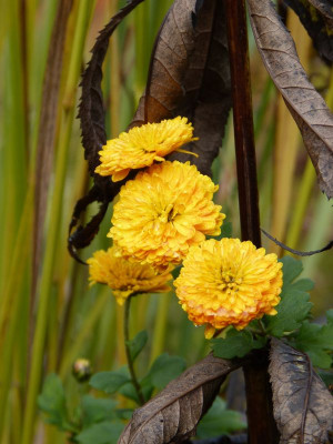 2016-11-06 Gartenimpressionen 11.jpg