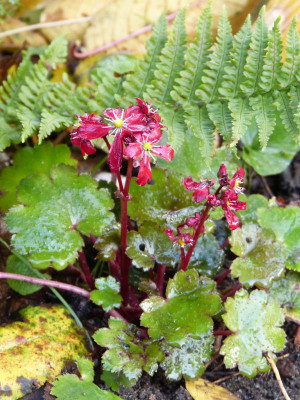 2016-11-06 Saxifraga fortunei 'Beni Tsukasa'.jpg