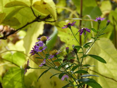 2016-11-06 Aster ageratoides 'Ezo Murasaki'.jpg