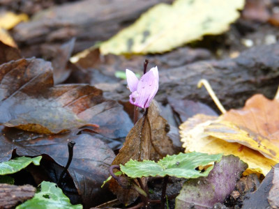 2016-11-06 Cyclamen purpurascens.jpg