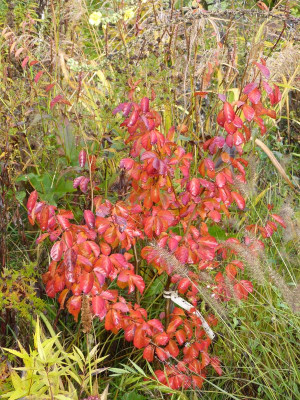 2016-11-06 Parrotia subaequalis.jpg