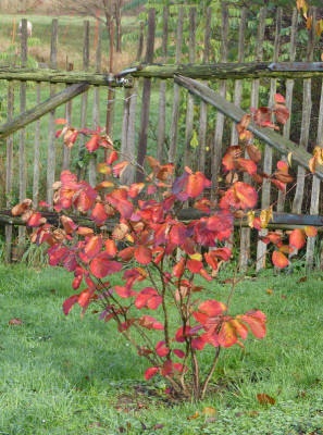 2016-11-06 Hamamelis.jpg