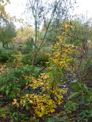 2016-11-06 Parrotia persica 1.jpg