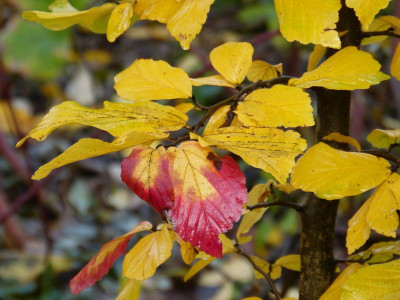 2016-11-06 Parrotia persica 2.jpg