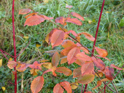 2016-11-06 Carpinus betulus 'Rockhampton Red'.jpg