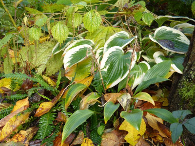 2016-11-06 Hosta.jpg