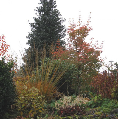 Acer giseum November.jpg