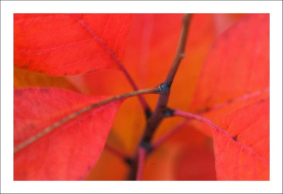 Cotinus_3_29-10-2006.jpg