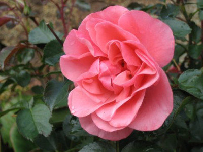 IMG_6245allerheiligenrose.jpg