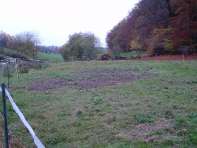 brombeeraugen.JPG