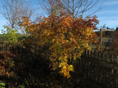 kaiserinnov.img.JPG