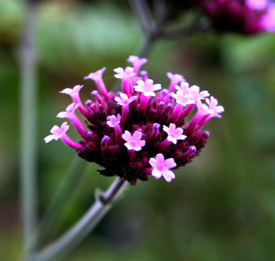 Verbena-bonariensis-Nov..jpg
