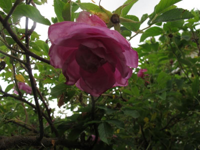 kaiserinbluete.img.JPG