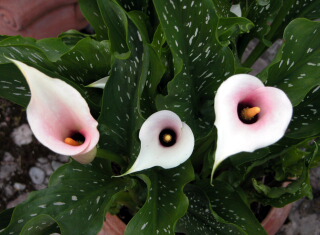 zantedeschia06-04.jpg