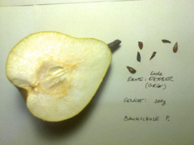 Birne 1_seitlich aufgeschnitten.jpg