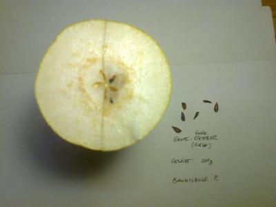Birne 1_Querschnitt.jpg