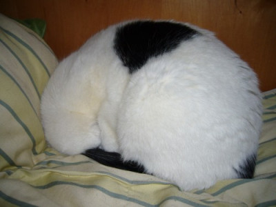 Rollmops.jpg